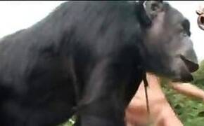 Zoo Sex Tube